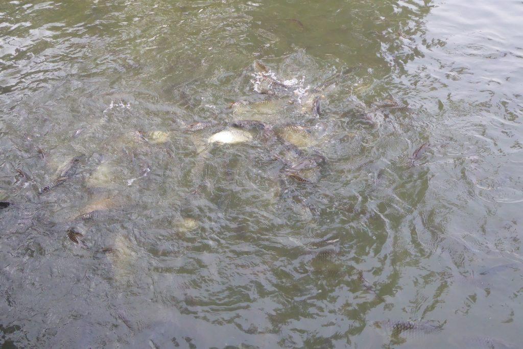 Lumphini park in Bangkok